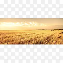 黄色 麦田 收割 小麦 夕阳 天空