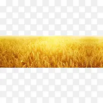 金黄色麦田背景