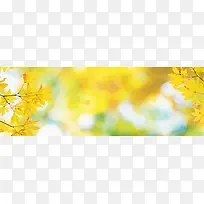 秋天落叶树叶朦胧斑驳背景banner