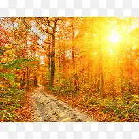 秋天阳光下的黄色树林大自然