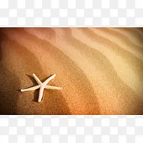 沙子海星