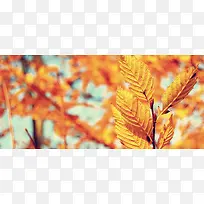 秋冬金黄色树叶唯美背景
