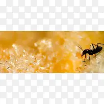 黄色水花蚂蚁背景