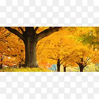 秋冬树木落叶通用背景