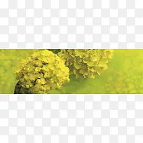 油菜花海