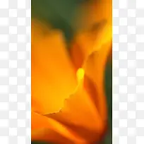 橘黄色梦幻枫叶风景H5背景图片