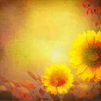 黄色鲜花背景