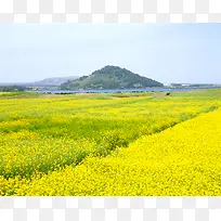 油菜花 山间 田野 清晨 阳光 花海