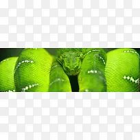 绿色蟒蛇背景