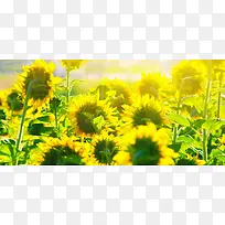 夏日向日葵
