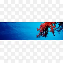 海底世界珊瑚摄影壁纸banner