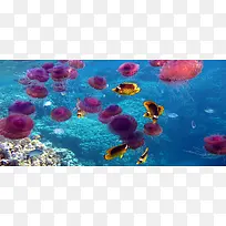 绚烂的海底世界背景图