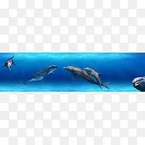 在海底畅游的海豚动物高清图片