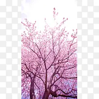 粉色梦幻樱花风景H5背景