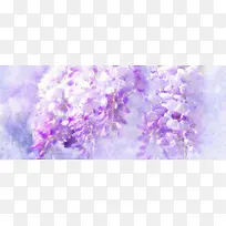 紫罗兰 梦幻 紫色 花朵
