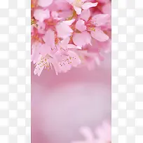 樱花花朵背景