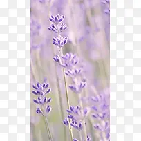 紫色薰衣草背景