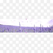 婚纱照浪漫唯美紫色薰衣草背景banner