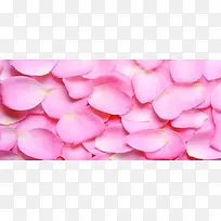 玫瑰花瓣