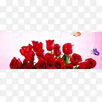 rose-