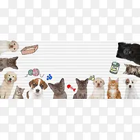 宠物简约灰色banner