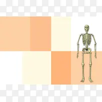 医疗卫生医院骨科人体骨骼标本海报背景