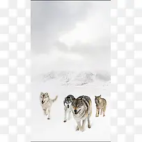 雪地狼群PSD分层H5背景素材