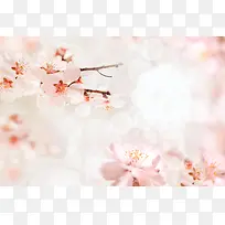梦幻樱花背景素材