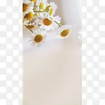 白色菊花花朵背景