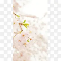 粉色浪漫樱花H5背景素材