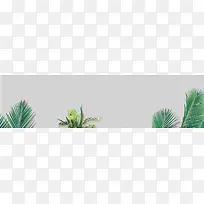 芭蕉叶背景图