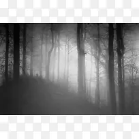 弥漫着浓雾的树林风