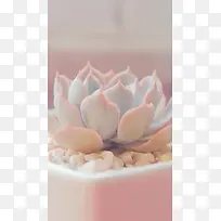 文艺多肉植物H5背景