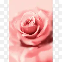 粉色玫瑰花海报背景