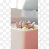 可爱的多肉植物H5背景