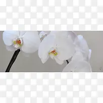 白色蝴蝶兰背景