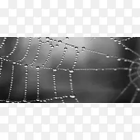 水珠蜘蛛网创意背景