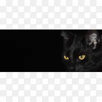 猫咪背景