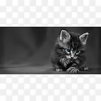 猫咪背景banner
