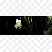 花草