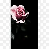 玫瑰粉红黑背景叶子h5素材背景