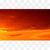 群鸟穿梭于橙色 的 天空
