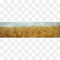 金黄色户外稻穗田园banner