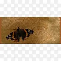 蝴蝶标本背景图