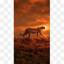 夕阳下的豹子H5背景素材