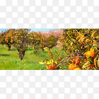 美丽的苹果树景色高清图片