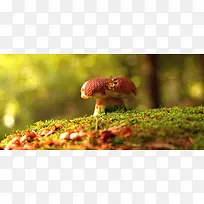 原始森林野生菌菇背景