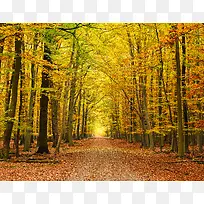 秋天的枫树林 公路