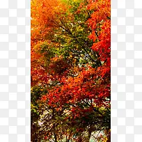秋天枫树红叶H5背景