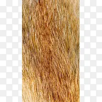 金黄色动物毛皮H5素材背景